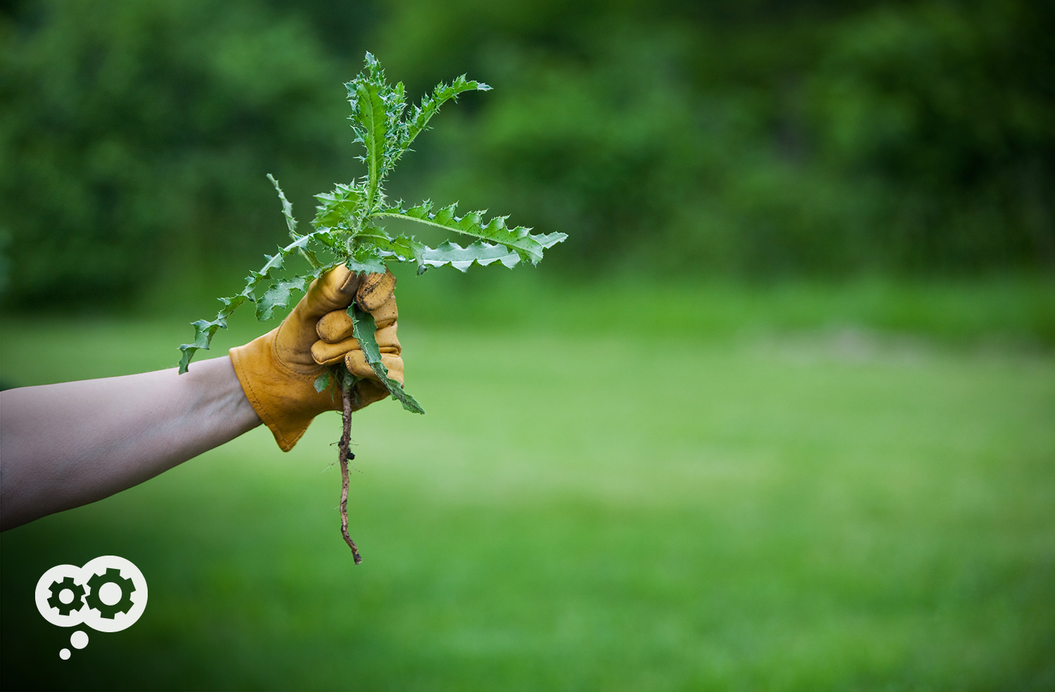 Blog_TX_PullingWeeds